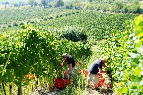 Harvest Of Chardonnay Grapes - Italy