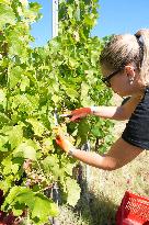 Harvest Of Chardonnay Grapes - Italy