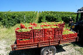 Harvest Of Chardonnay Grapes - Italy