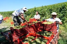 Harvest Of Chardonnay Grapes - Italy