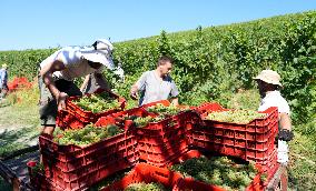 Harvest Of Chardonnay Grapes - Italy