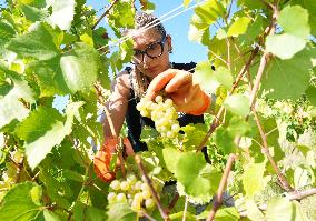 Harvest Of Chardonnay Grapes - Italy