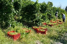 Harvest Of Chardonnay Grapes - Italy