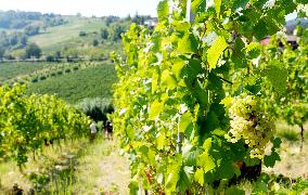 Harvest Of Chardonnay Grapes - Italy