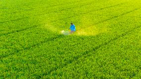 Paddy Field