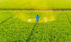 Paddy Field