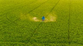 Paddy Field