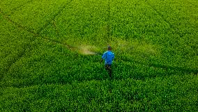 Paddy Field