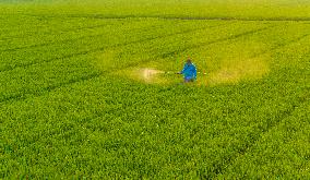 Paddy Field