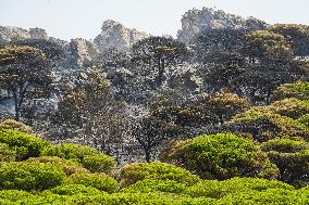 Infoca Battles Tarifa Fire with Over 100 Troops - Spain
