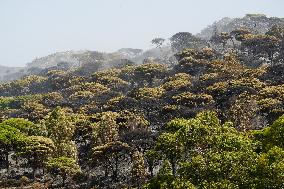 Infoca Battles Tarifa Fire with Over 100 Troops - Spain