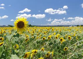 Image of sunflowers