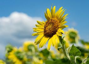 Image of sunflowers