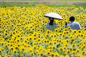 Image of sunflowers