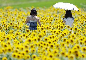 Image of sunflowers