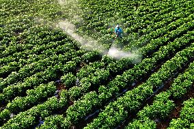 Beginning of Autumn Agriculture