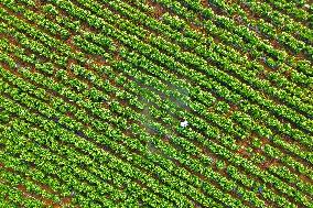 Beginning of Autumn Agriculture