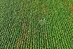 Beginning of Autumn Agriculture