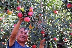 Beginning of Autumn Agriculture