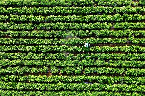 Beginning of Autumn Agriculture