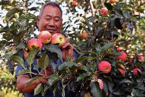 Beginning of Autumn Agriculture