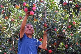 Beginning of Autumn Agriculture