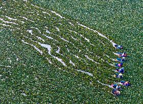Water Chestnut Harvest in Huai'an