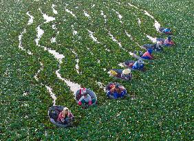 Water Chestnut Harvest in Huai'an