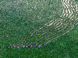 Water Chestnut Harvest in Huai'an