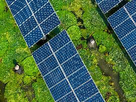 Water Chestnut Harvest in Huai'an