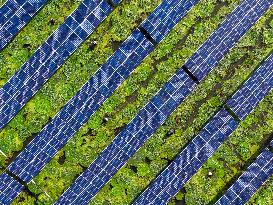 Water Chestnut Harvest in Huai'an