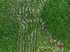 Water Chestnut Harvest in Huai'an