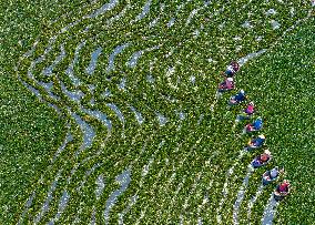 Water Chestnut Harvest in Huai'an