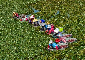 Water Chestnut Harvest in Huai'an