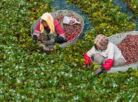 Water Chestnut Harvest in Huai'an