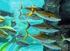 Yellowtails at central Japan aquarium