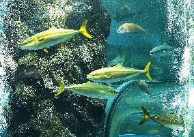 Yellowtails at central Japan aquarium