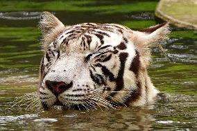 White Tiger Cool Done in A Water Pond - New Delhi