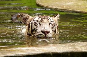 White Tiger Cool Done in A Water Pond - New Delhi