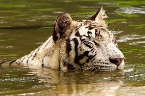 White Tiger Cool Done in A Water Pond - New Delhi