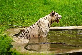White Tiger Cool Done in A Water Pond - New Delhi
