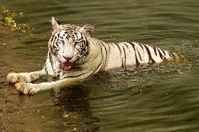 White Tiger Cool Done in A Water Pond - New Delhi