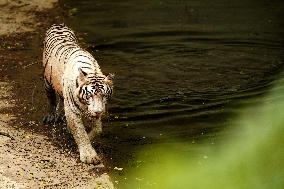White Tiger Cool Done in A Water Pond - New Delhi