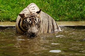 White Tiger Cool Done in A Water Pond - New Delhi