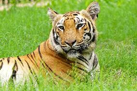 A Tiger Take Rest at National Zoological Park - New Delhi