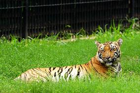 A Tiger Take Rest at National Zoological Park - New Delhi