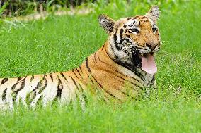 A Tiger Take Rest at National Zoological Park - New Delhi