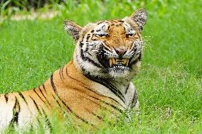 A Tiger Take Rest at National Zoological Park - New Delhi