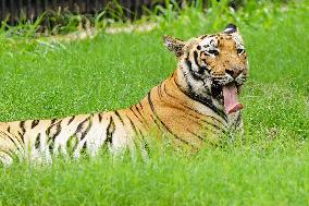 A Tiger Take Rest at National Zoological Park - New Delhi