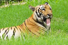 A Tiger Take Rest at National Zoological Park - New Delhi